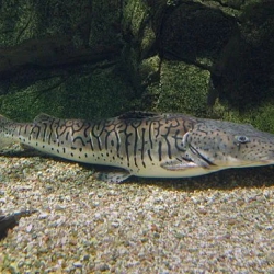 Pintado (Pseudoplatystoma Corruscans)