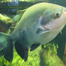 Pacu (Piaractus Mesopotamicus)