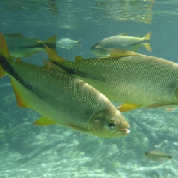 Piraputanga (Brycon microlepis; Brycon hilarii)
