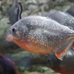 Piranha (Serrasalmus nattereri)