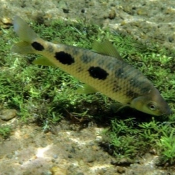 Piau – Piauçu – Piavuçu (Leporinus macrocephalus)