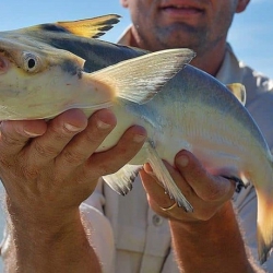 Palmito – Mandubé – Fidalgo (Ageneiosus brevifilis)